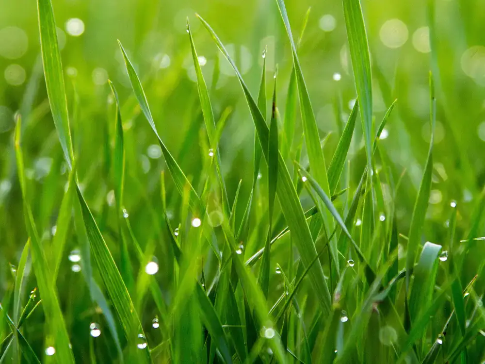 Twc Header Image 05